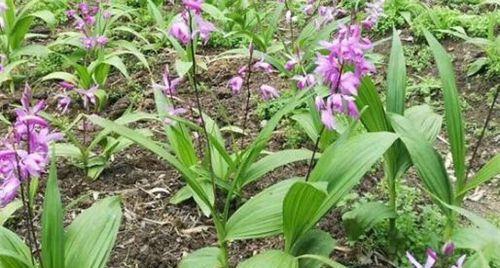 白芨什么季节种植合适？白芨的最佳种植季节是什么？