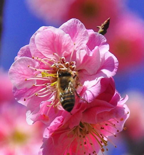 梅花花语是什么？梅花象征什么意义？