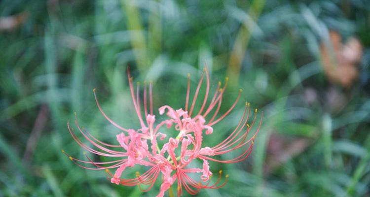 彼岸花图片及其花语是什么？彼岸花的寓意是什么？