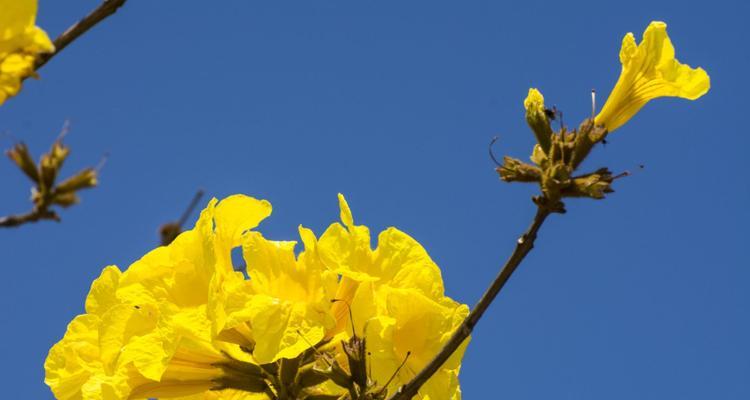 风铃花的花语是什么？风铃花的寓意是什么？