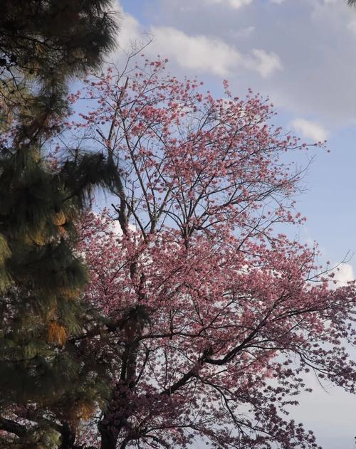 冬樱花、重瓣樱花、樱花草花语是什么？这些花的花语和寓意是什么？