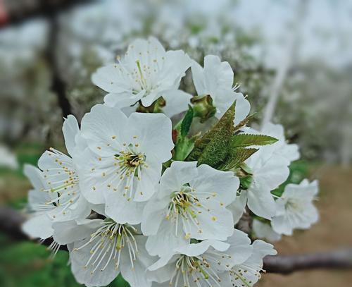 冬樱花、重瓣樱花、樱花草花语是什么？这些花的花语和寓意是什么？