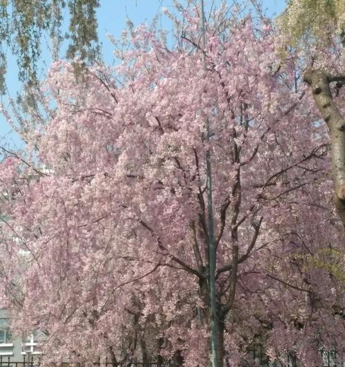 冬樱花、重瓣樱花、樱花草花语是什么？这些花的花语和寓意是什么？