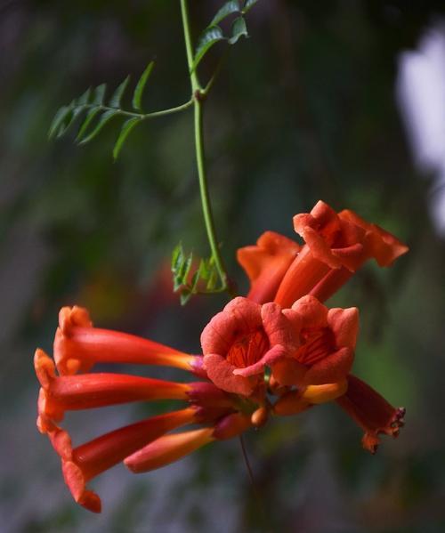 凌霄花花语是什么？凌霄花花语象征与寓意是什么？