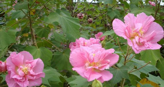 芙蓉花象征什么？芙蓉花的象征意义是什么？