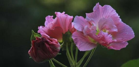 芙蓉花象征什么？芙蓉花的象征意义是什么？