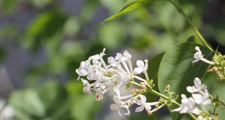 丁香花寓意是什么？丁香花的象征意义是什么？