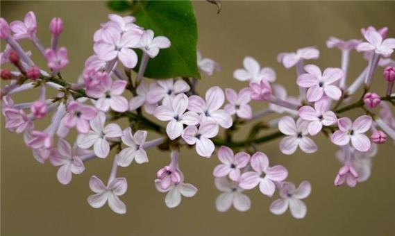 丁香花寓意是什么？丁香花的象征意义是什么？