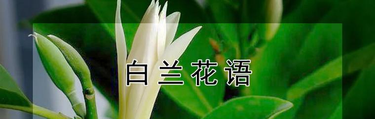 白兰花的代表意思是什么？白兰花的寓意是什么？