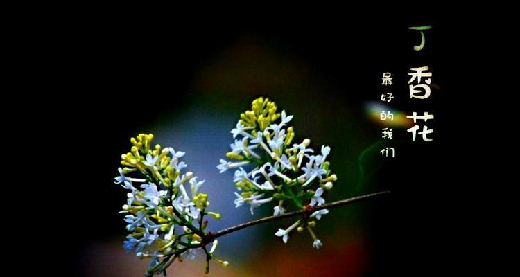 丁香花花语是什么？丁香花的寓意是什么？