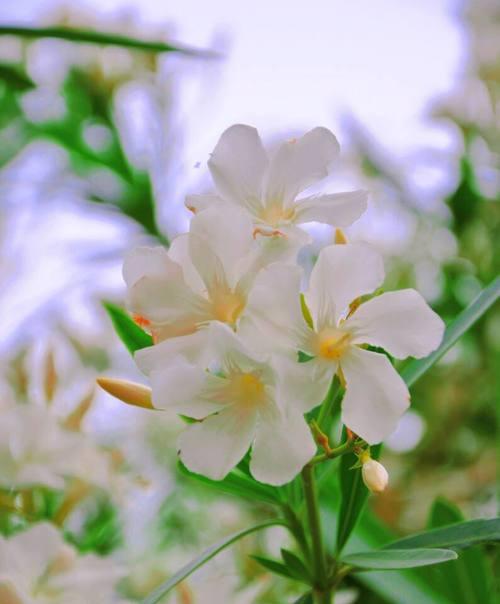 代表友谊长存的花有哪些？适合送人的友谊花有哪些？