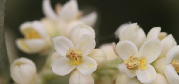 橄榄花的象征意义是什么？橄榄花的传说是什么？