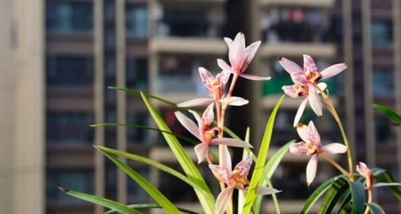 各种兰花花语大全是什么？不同兰花的花语和寓意是什么？