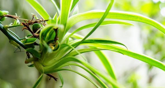 散尾花的花语是什么？散尾花的寓意是什么？