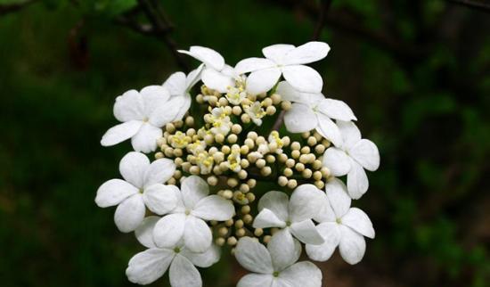 琼花花语是什么意思？琼花的寓意是什么？