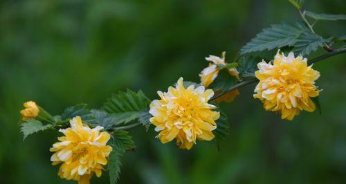 棣棠花的花语是什么？棣棠花的寓意是什么？