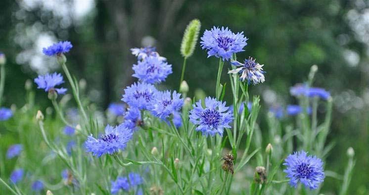 蓝色矢车菊的花语是什么？蓝色矢车菊的寓意是什么？