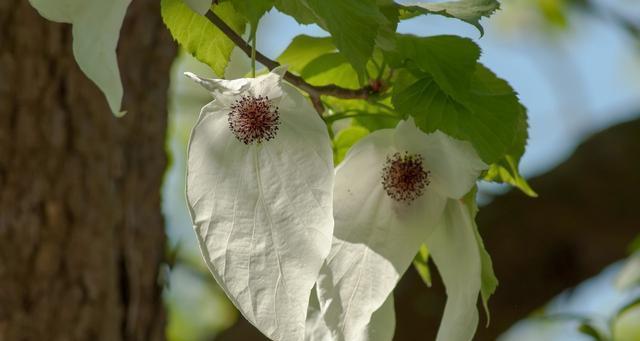 活化石植物代表意思是什么？活化石植物的象征意义是什么？