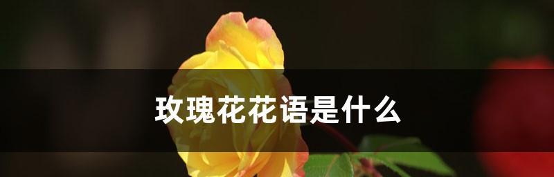 玫瑰花花语多少朵代表什么列表是什么？不同数量玫瑰花的寓意是什么？