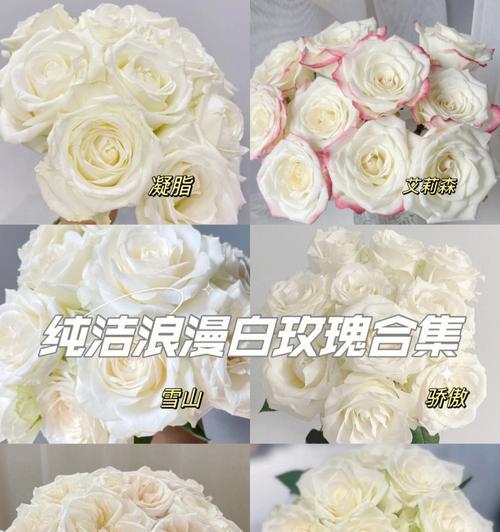 白色玫瑰花花语是什么？白玫瑰的寓意是什么？