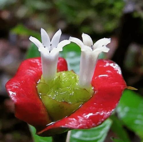 代表友谊的花有哪些？适合送人的友谊花有哪些？