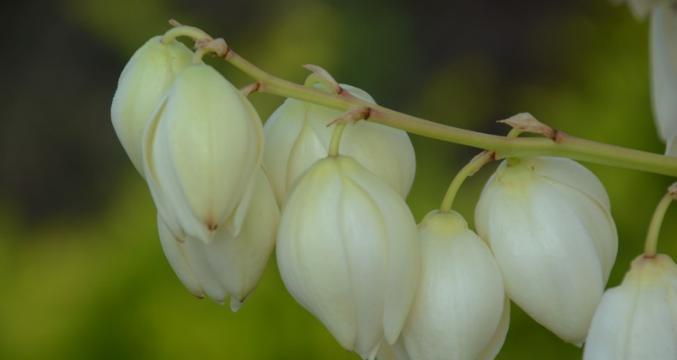 凤尾花有的代表寓意是什么？凤尾花的寓意是什么？