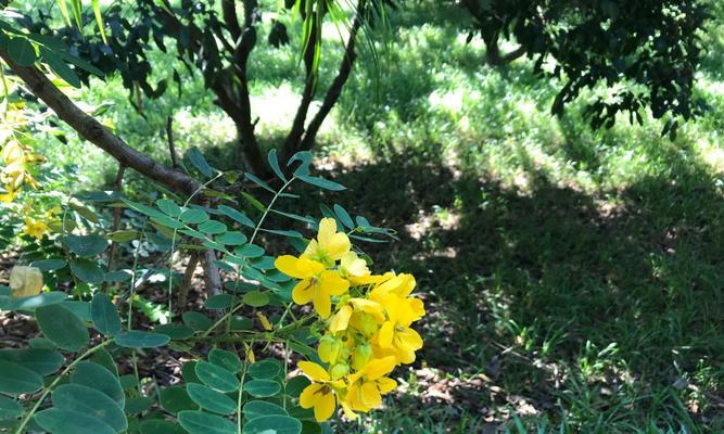 槐花的花语是什么？槐花的寓意是什么？