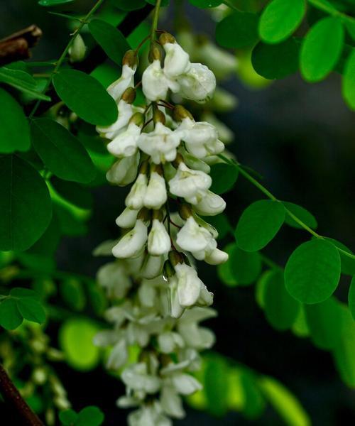 槐花的花语是什么？槐花的寓意是什么？