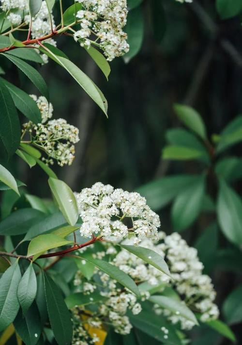 石楠花花语是什么？石楠花的寓意是什么？