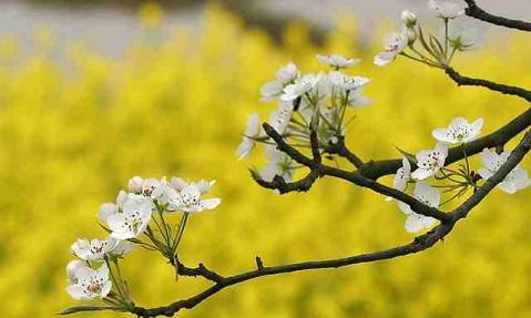 梨花花语是什么意思？梨花的寓意是什么？