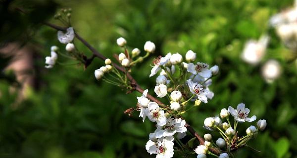 梨花花语是什么意思？梨花的寓意是什么？