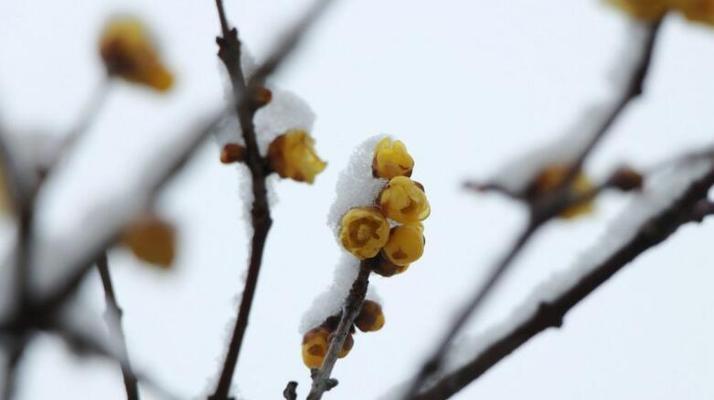 腊梅的花语是什么？腊梅的寓意是什么？