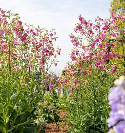 花烟草的花语是什么？花烟草的传说是什么？