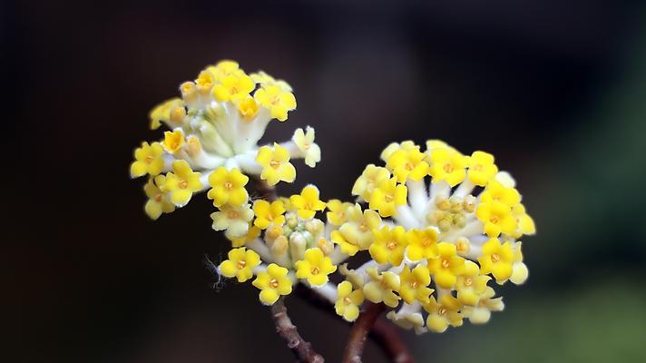 结香的花语是什么？结香的传说是什么？