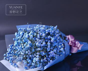 蓝色满天星的花语和寓意是什么？蓝色满天星的寓意是什么？