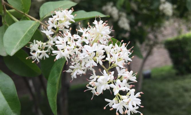 女贞花花语是什么？女贞花的寓意是什么？