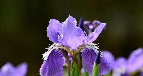 蓝色鸢尾花的花语是什么？蓝色鸢尾的寓意是什么？