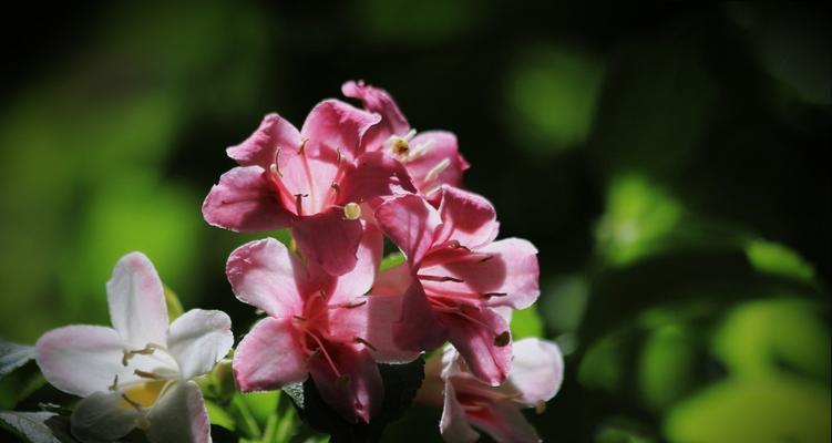 锦带花花语是什么？锦带花的寓意是什么？