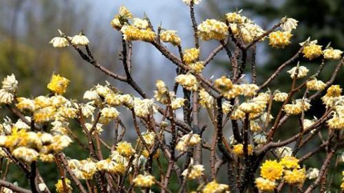 结香花语是什么意思？结香的寓意是什么？