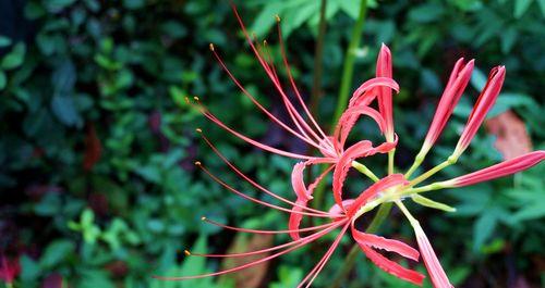 白色彼岸花花语是什么？白色彼岸花的寓意是什么？