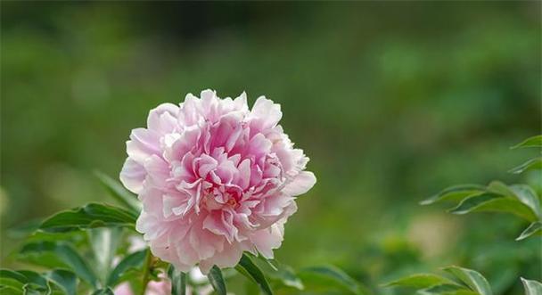 芍药花的花语是什么？芍药花有哪些寓意？