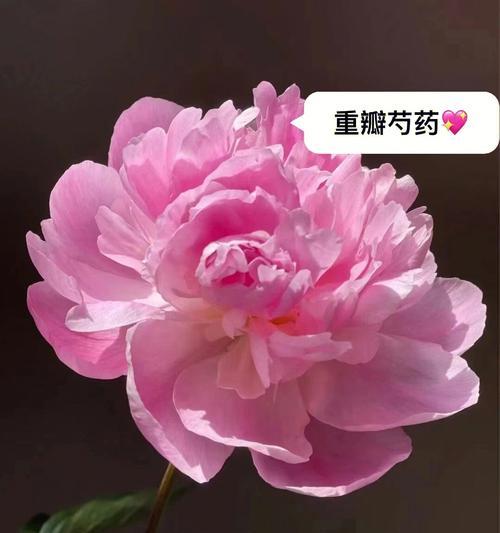 芍药花的花语和寓意是什么？芍药花象征着什么？