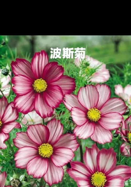 代表“晚安”的花是什么？晚安的花语是什么？