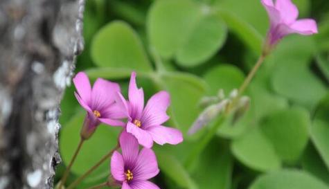 代表“晚安”的花是什么？晚安的花语是什么？