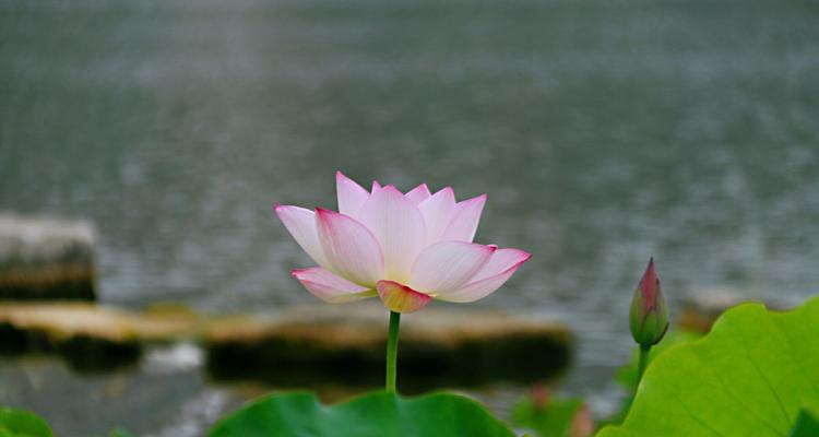 蓝荷花的花语是什么？蓝荷花有哪些寓意？