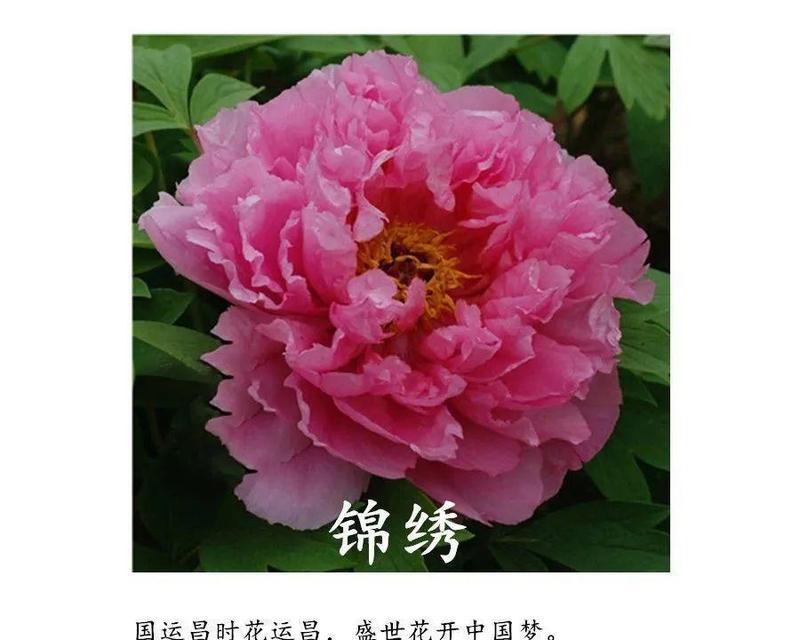 牡丹吊兰的花语是什么？牡丹吊兰有哪些代表意义？