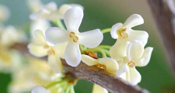 桂花的寓意是什么？桂花有哪些象征意义？