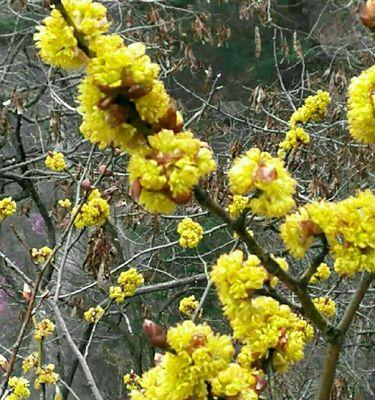 代表清明节的花是什么？清明节的花语是什么？