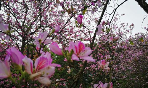 紫荆花的花语是什么？紫荆花有哪些传说？