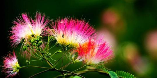 代表偏爱的花是什么？偏爱花的花语是什么？